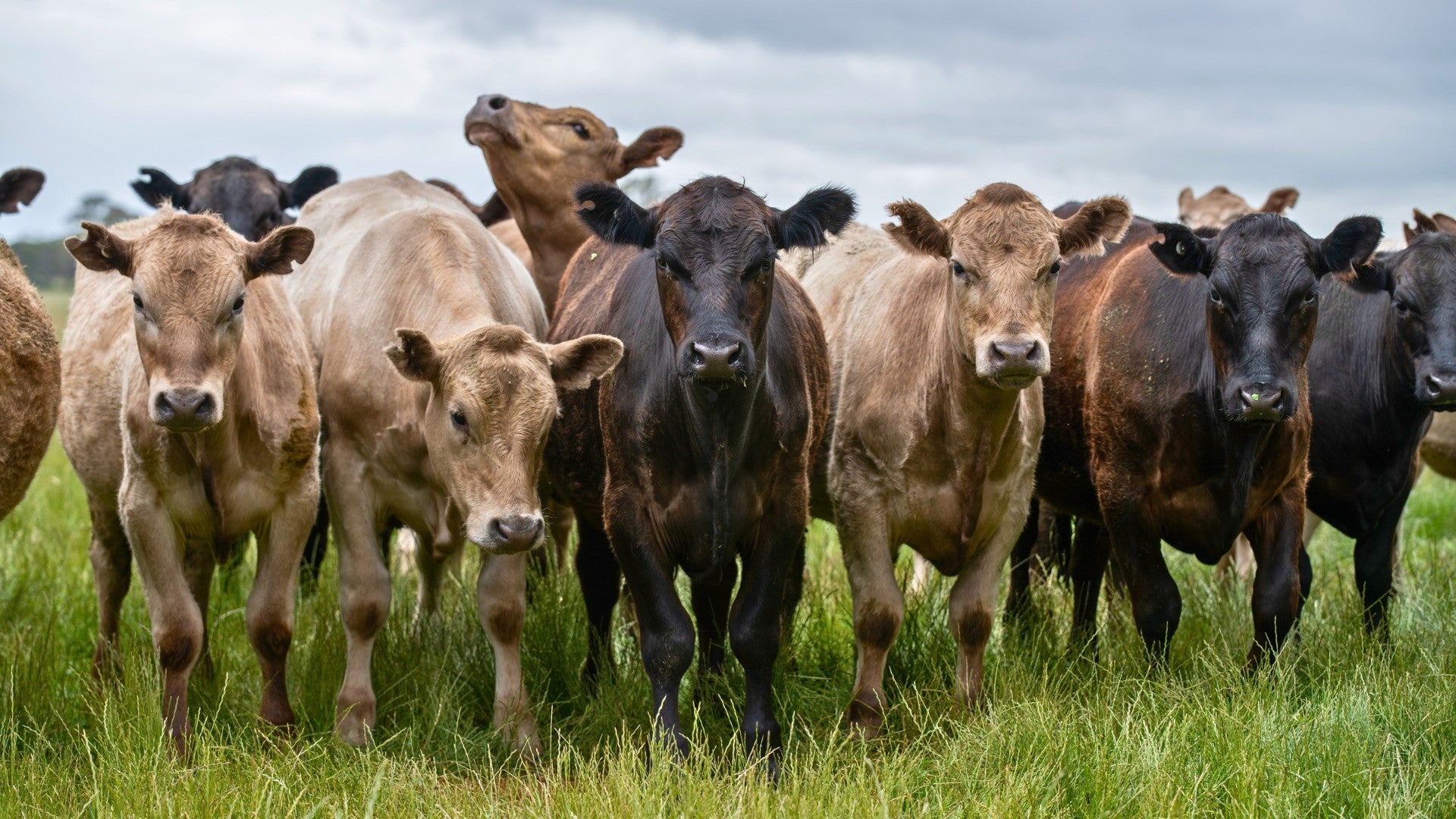 Canva Design (11) (1).jpeg__PID:504b638e-6bb9-46b3-a714-170ad188e996